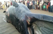 30-Foot Whale Washes up at Juhu Beach in Mumbai